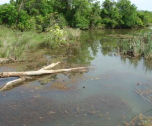 The environmental disaster area known as "Tar Creek" was first manifested in water so toxic it turned white horsehides a garish shade of orange.